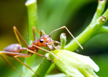 o-insecta-de-doar-1,5-milimetri-ameninta-sa-invadeze-franta-–-hotnews.ro