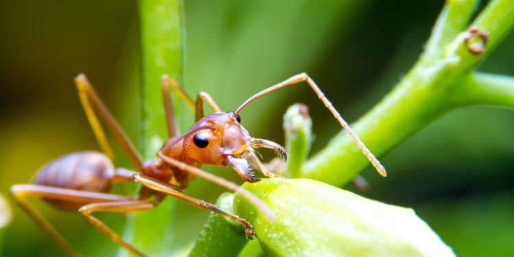o-insecta-de-doar-1,5-milimetri-ameninta-sa-invadeze-franta-–-hotnews.ro