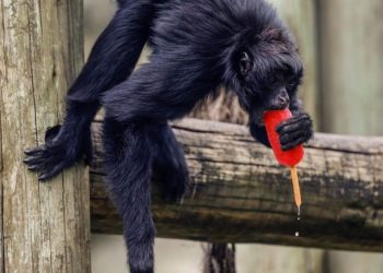 rio-de-janeiro:-animalele-de-la-zoo-primesc-inghetata-pentru-a-face-fata-caniculei-excesive