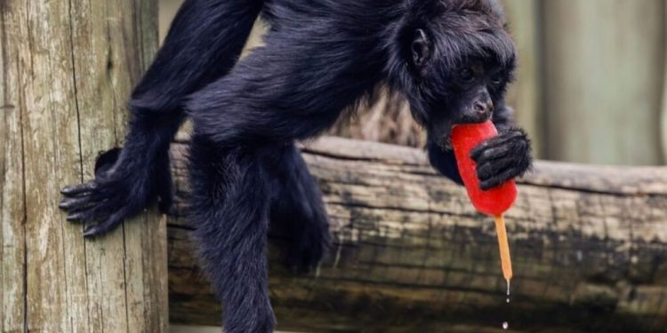 rio-de-janeiro:-animalele-de-la-zoo-primesc-inghetata-pentru-a-face-fata-caniculei-excesive