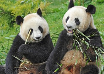 ultimii-doi-panda-din-japonia-pleaca-spre-china