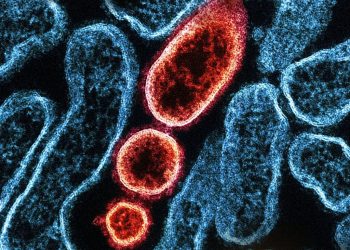 controale-amanuntite-in-aeroporturi-din-asia-dupa-ce-india-anunta-noi-infectii-cu-virusul-nipah