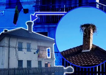 o-barza-a-oprit-incalzirea-cu-lemne-in-postul-de-politie-din-calatele.-si-a-facut-cuib-pe-cosul-de-fum