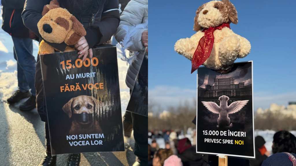 foto-/-video-protest-in-fata-parlamentului-dupa-scandalul-adapostului-din-suraia-cainii-nu-sunt-marfa-–-hotnews.ro