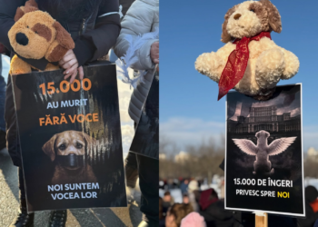 foto-/-video-protest-in-fata-parlamentului-dupa-scandalul-adapostului-din-suraia-cainii-nu-sunt-marfa-–-hotnews.ro