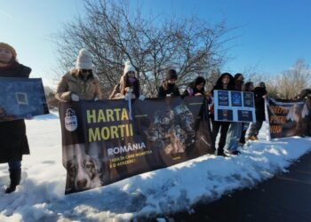 un-deputat-propune-infiintarea-unei-comisii-parlamentare-de-ancheta-privind-centrele-de-exterminare-a-animalelor