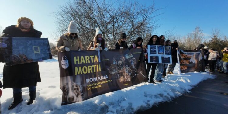 un-deputat-propune-infiintarea-unei-comisii-parlamentare-de-ancheta-privind-centrele-de-exterminare-a-animalelor