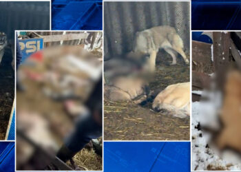 macel-in-olt-o-haita-de-caini,-scapata-dintr-o-curte-privata,-a-ucis-zeci-de-oi-si-miei.-pagubele-sunt-uriase