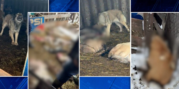 macel-in-olt-o-haita-de-caini,-scapata-dintr-o-curte-privata,-a-ucis-zeci-de-oi-si-miei.-pagubele-sunt-uriase