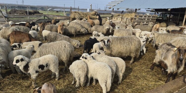 crescatorii-de-animale,-afectati-de-razboiul-din-orientul-mijlociu
