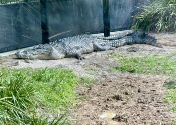 crocodili-absolut-peste-tot-avertismentul-autoritatilor-pentru-locuitorii-unei-regiuni-din-australia-–-hotnews.ro