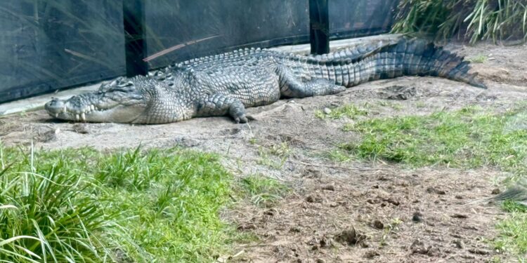 crocodili-absolut-peste-tot-avertismentul-autoritatilor-pentru-locuitorii-unei-regiuni-din-australia-–-hotnews.ro