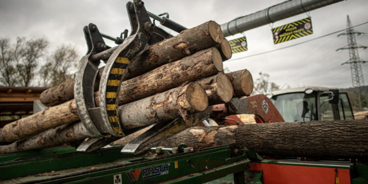 ciocanul-de-marcat-arbori-devine-istorie