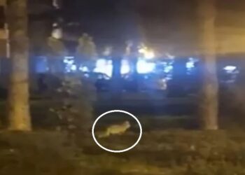 o-vulpe-si-a-facut-aparitia-prin-complexul-studentesc-din-timisoara,-in-zona-unui-fast-food.-momentul-a-fost-filmat-si-postat-pe-retelele-sociale