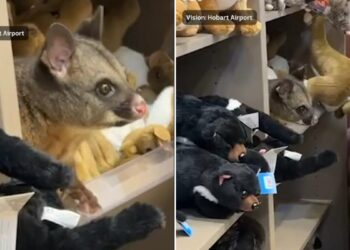 un-oposum-viu-statea-ascuns-printre-jucariile-de-plus-de-la-magazinul-de-cadouri-al-unui-aeroport