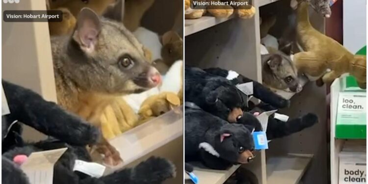 un-oposum-viu-statea-ascuns-printre-jucariile-de-plus-de-la-magazinul-de-cadouri-al-unui-aeroport