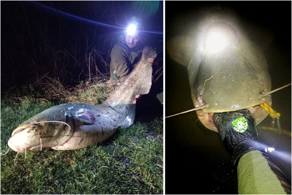 un-monstru-de-peste-2-metri-a-fost-scos-de-un-pescar-din-raul-tarnava-mare.-batalia-cu-somnul-urias-a-durat-zeci-de-minute