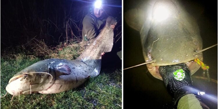 un-monstru-de-peste-2-metri-a-fost-scos-de-un-pescar-din-raul-tarnava-mare.-batalia-cu-somnul-urias-a-durat-zeci-de-minute