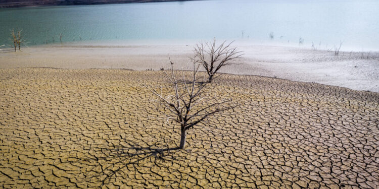 arborele-de-smirna,-esential-pentru-parfumurile-de-lux-si-veniturile-africii,-este-amenintat-de-seceta