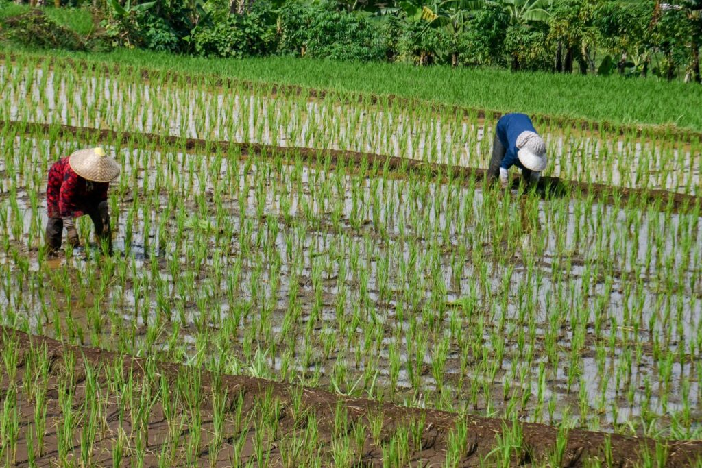 criza-combustibililor-provocata-de-razboiul-din-iran-ameninta-productia-de-orez-in-asia-–-hotnews.ro