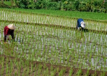 criza-combustibililor-provocata-de-razboiul-din-iran-ameninta-productia-de-orez-in-asia-–-hotnews.ro