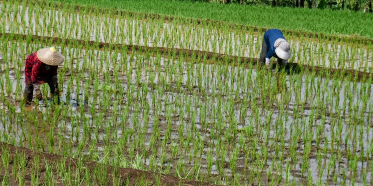 criza-combustibililor-provocata-de-razboiul-din-iran-ameninta-productia-de-orez-in-asia-–-hotnews.ro