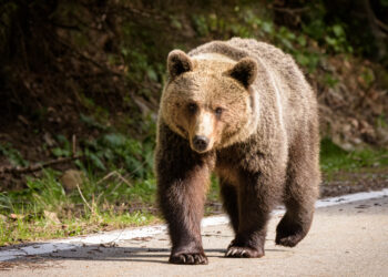 video-tanar-urmarit-de-un-urs,-salvat-de-jandarmi-in-bistrita-nasaud-si-a-abandonat-treptat-din-lucruri,-inclusiv-motocicleta-–-hotnews.ro