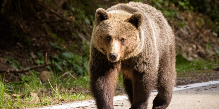 video-tanar-urmarit-de-un-urs,-salvat-de-jandarmi-in-bistrita-nasaud-si-a-abandonat-treptat-din-lucruri,-inclusiv-motocicleta-–-hotnews.ro