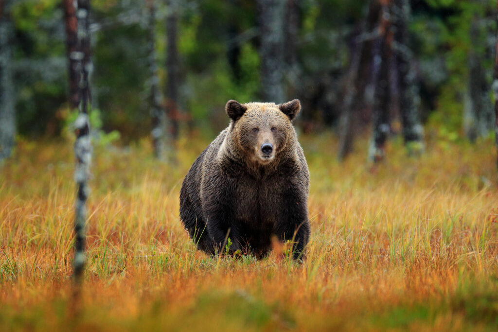 doi-barbati-din-brasov,-retinuti-pentru-ca-au-impuscat-un-urs-cu-o-arma-cu-termoviziune-nu-aveau-autorizatie-de-vanatoare-–-hotnews.ro