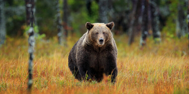 doi-barbati-din-brasov,-retinuti-pentru-ca-au-impuscat-un-urs-cu-o-arma-cu-termoviziune-nu-aveau-autorizatie-de-vanatoare-–-hotnews.ro