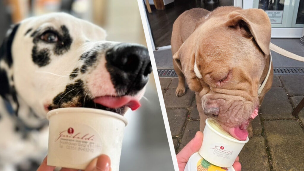 un-roman-face-inghetata-pentru-cateii-nemtilor