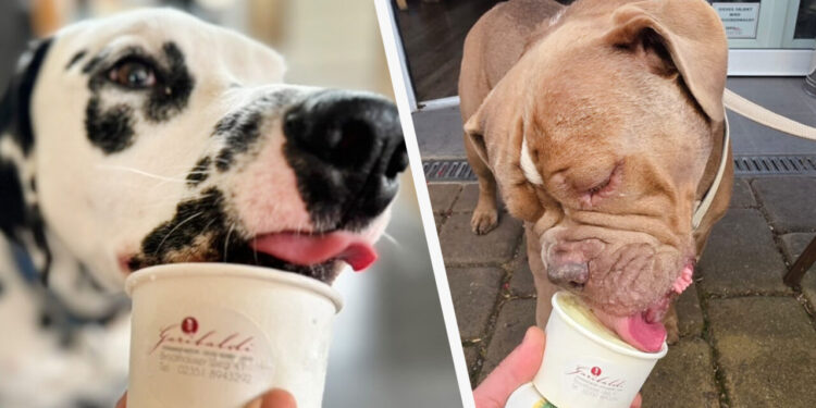 un-roman-face-inghetata-pentru-cateii-nemtilor