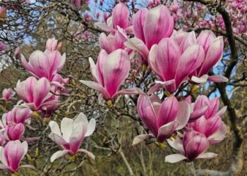 radar-cultural.-legenda-mesterului-magnolie