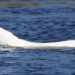 foto-o-beluga-a-intrat-pe-un-rau-din-sudul-norvegiei-nu-stim-de-ce-se-afla-aici,-spun-expertii-–-hotnews.ro