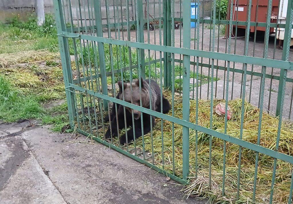 un-urs-a-fost-capturat-in-incinta-scolii-de-politie-din-campina,-intr-o-cusca-special-amplasata-animalul-va-fi-relocat-–-hotnews.ro