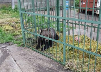 un-urs-a-fost-capturat-in-incinta-scolii-de-politie-din-campina,-intr-o-cusca-special-amplasata-animalul-va-fi-relocat-–-hotnews.ro