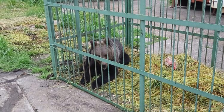 un-urs-a-fost-capturat-in-incinta-scolii-de-politie-din-campina,-intr-o-cusca-special-amplasata-animalul-va-fi-relocat-–-hotnews.ro