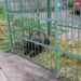 un-urs-a-fost-capturat-in-incinta-scolii-de-politie-din-campina,-intr-o-cusca-special-amplasata-animalul-va-fi-relocat-–-hotnews.ro