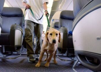 ce-reguli-trebuie-sa-respecti-daca-iti-iei-animalul-de-companie-cu-tine-in-avion:-ghidul-tarom-pentru-calatorii-blanosi