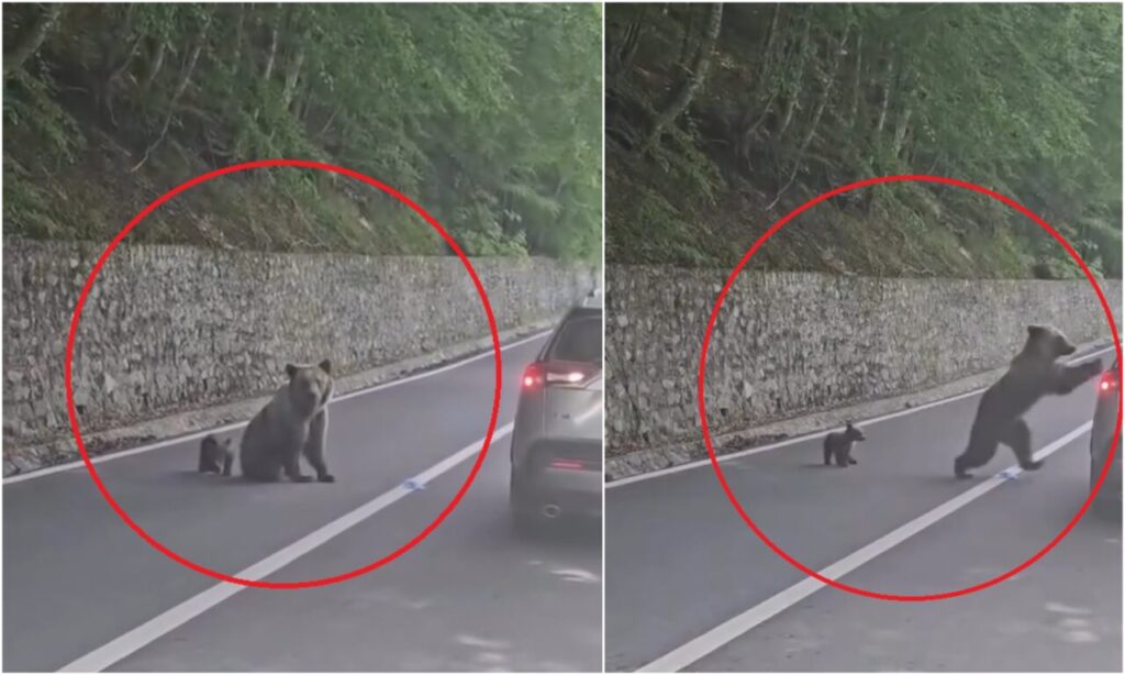 ce-ar-fi-determinat-o-pe-ursoaica-de-pe-transfagarasan-sa-l-atace-pe-turistul-bulgar.-noi-imagini-scot-la-iveala-detalii-despre-incident