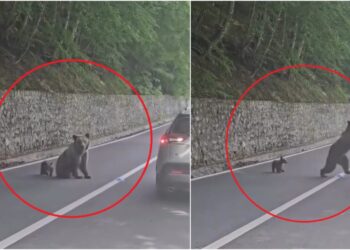 ce-ar-fi-determinat-o-pe-ursoaica-de-pe-transfagarasan-sa-l-atace-pe-turistul-bulgar.-noi-imagini-scot-la-iveala-detalii-despre-incident