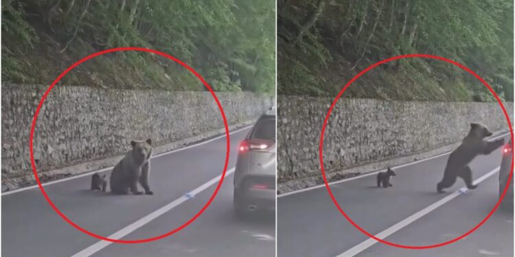 ce-ar-fi-determinat-o-pe-ursoaica-de-pe-transfagarasan-sa-l-atace-pe-turistul-bulgar.-noi-imagini-scot-la-iveala-detalii-despre-incident