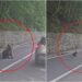 ce-ar-fi-determinat-o-pe-ursoaica-de-pe-transfagarasan-sa-l-atace-pe-turistul-bulgar.-noi-imagini-scot-la-iveala-detalii-despre-incident