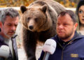 am-imagini-cu-sotia-alergata-de-urs-in-curte.-teroare-in-busteni