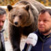 am-imagini-cu-sotia-alergata-de-urs-in-curte.-teroare-in-busteni