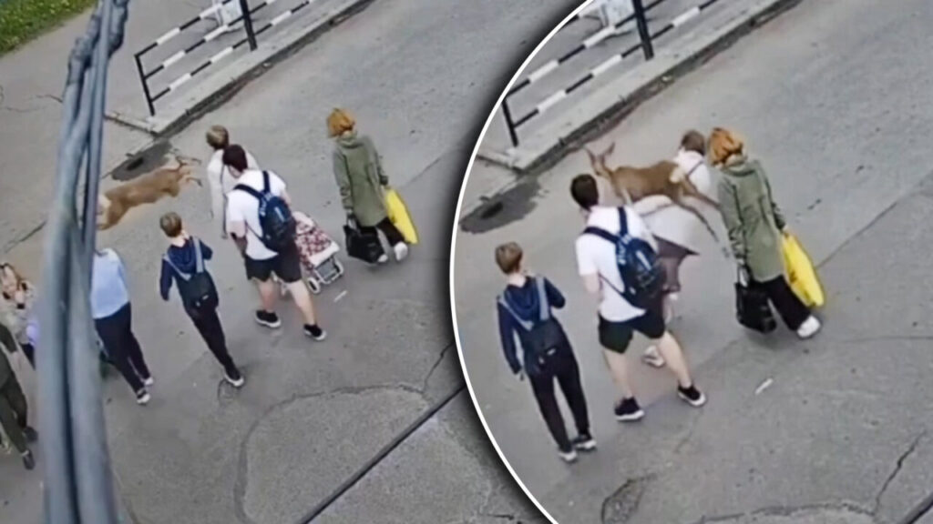 momentul-cand-o-caprioara-loveste-o-pensionara-in-ucraina