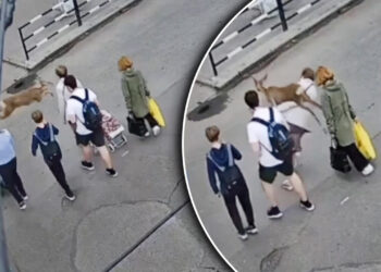 momentul-cand-o-caprioara-loveste-o-pensionara-in-ucraina