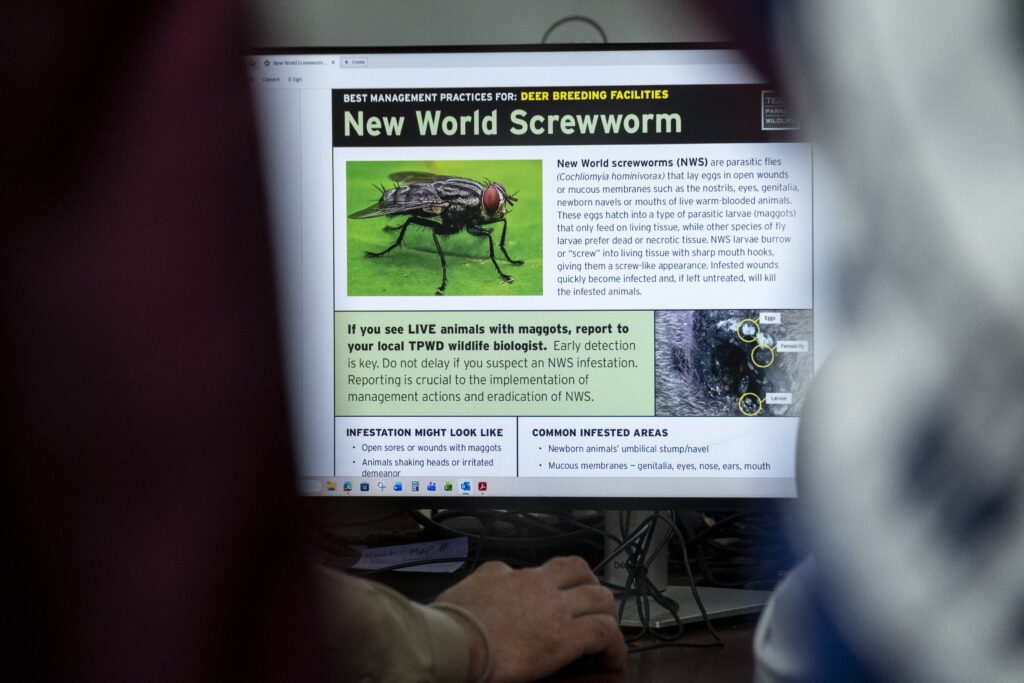 cursa-contra-cronometru-in-sua-dupa-un-nou-caz-al-unui-parazit-devastator-pentru-animale,-considerat-eradicat-de-60-de-ani-–-hotnews.ro