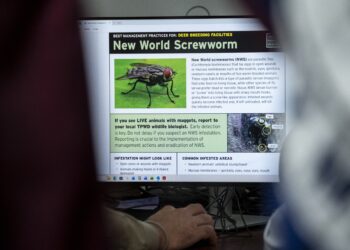 cursa-contra-cronometru-in-sua-dupa-un-nou-caz-al-unui-parazit-devastator-pentru-animale,-considerat-eradicat-de-60-de-ani-–-hotnews.ro