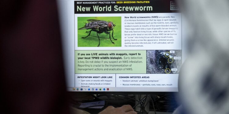 cursa-contra-cronometru-in-sua-dupa-un-nou-caz-al-unui-parazit-devastator-pentru-animale,-considerat-eradicat-de-60-de-ani-–-hotnews.ro